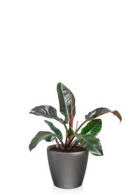 Филодендрон Империал Ред 19/60 см в CLASSICO LS 28, антрацитовый металлик Филодендрон Империал Ред 19/60 см в CLASSICO LS 28, антрацитовый металлик