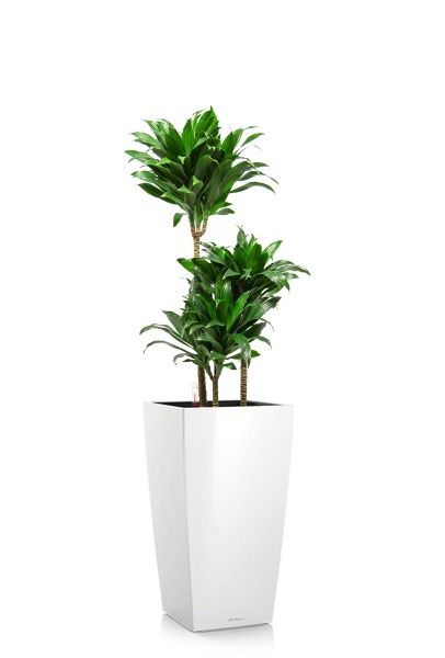 Драцена Компакта 3 ствола 21/100 см в CUBICO 30