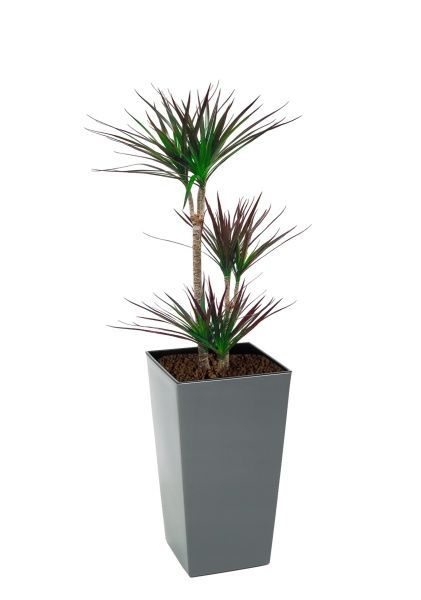 Драцена Маргината Маджента 3 ствола 21/110 см в LAMELA Finezja 30x30