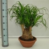 Нолина бранч d30 см h75 см Нолина бранч d30 см h75 см