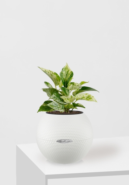 Сциндапсус Марбл Квин 12/20 см в PURO 20 Сциндапсус Марбл Квин 12/20 см в PURO 20