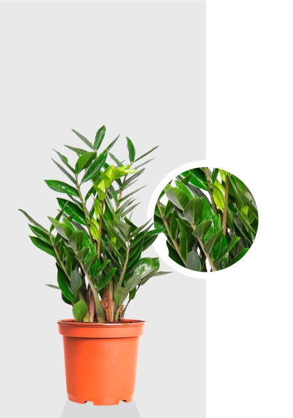 Замиокулькас 14/50 см