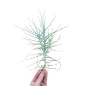 Тилландсия Caerulea d12 см h30 см