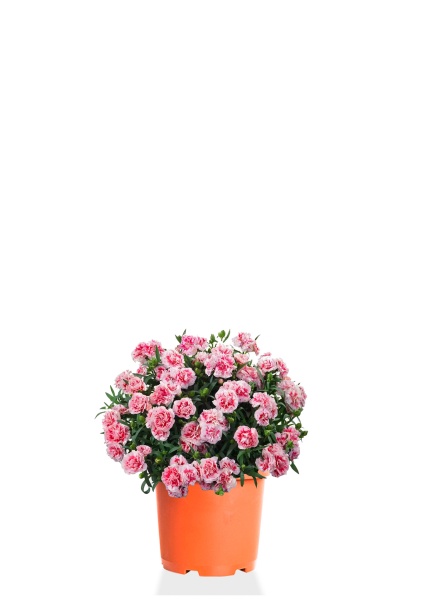 Гвоздика микс 17/30 см Гвоздика микс 17/30 см