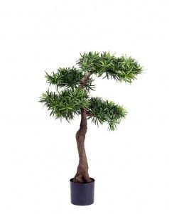 Подокарпус Элит