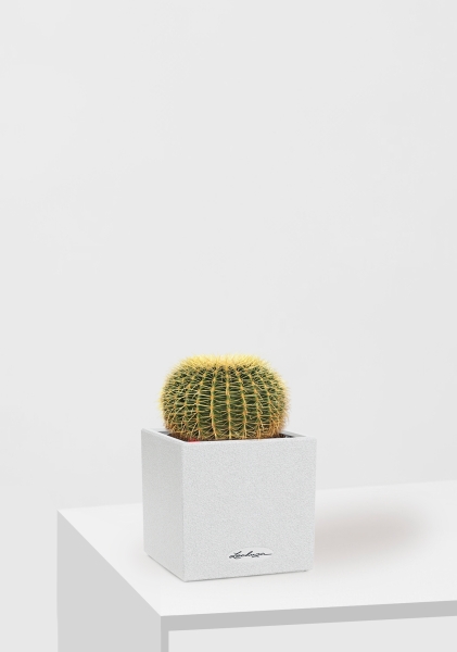 Эхинокактус Грузони 12/20 см в CANTO STONE 14