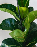 Фикус Лирата Бамбино 12/40 см в CUBE COLOR 14