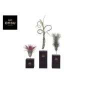 Тилландсия Burnt Wood Trio d10 см h40 см