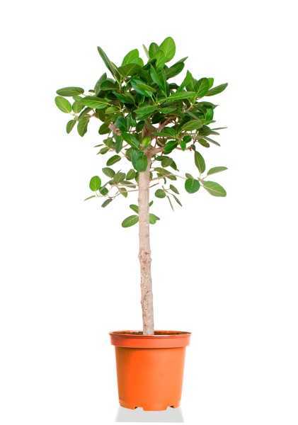 Фикус Андрей бенгальский на штамбе d24 см h120 см