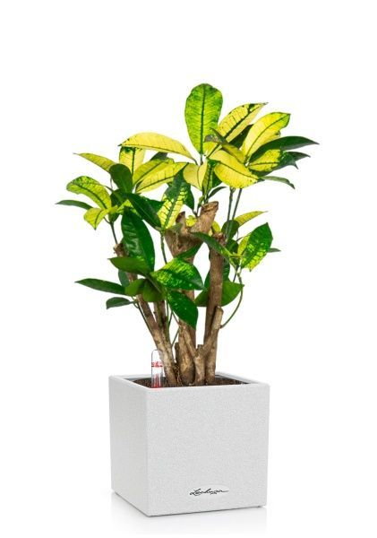 Кротон Миссис Айстон в CANTO STONE 14