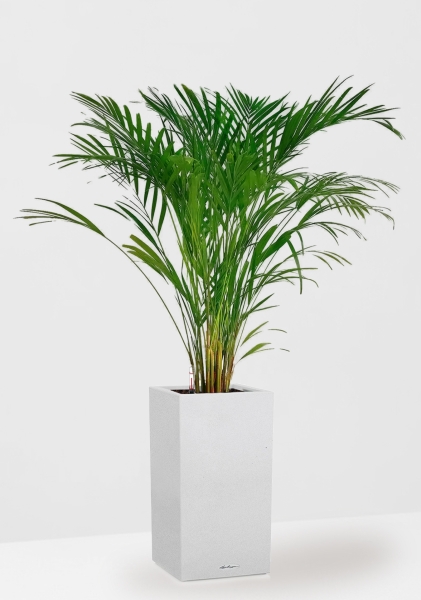 Хризалидокарпус Арека 19/120 см в CANTO STONE HIGH 30