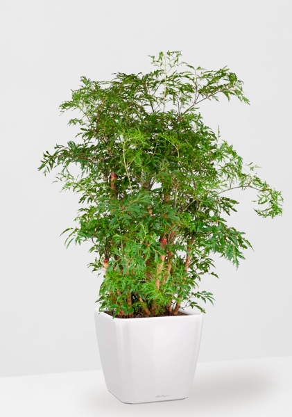 Полисциас Гавайи Минг 21/90 см в QUADRO LS 28 Полисциас Гавайи Минг 21/90 см в QUADRO LS 28