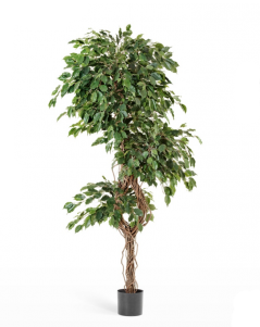 Фикус Бенджамина Селеста