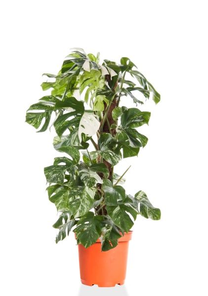 Монстера Вариегатная на опоре 30/170 см Монстера Вариегатная на опоре 30/170 см