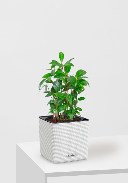 Лавр 9/30 см в CUBE COLOR 14 Лавр 9/30 см в CUBE COLOR 14