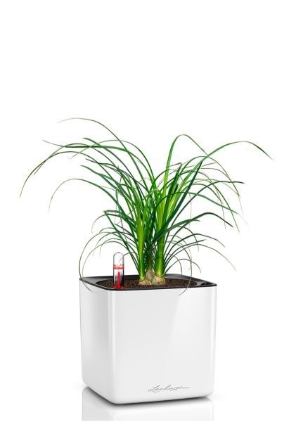 Нолина 3 луковицы 12/30 см в CUBE GLOSSY 16