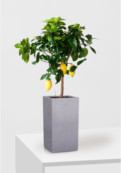 Цитрус Лимон 21/80 см в CANTO STONE HIGH 30