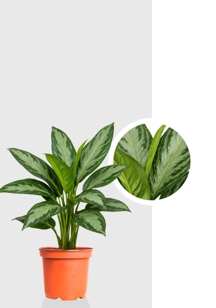 Аглаонема Сильвер Бей (2 ветки) 17/65 см