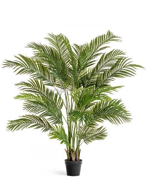 Пальма Арека Хризалидокарпус