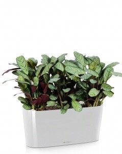 Ктенанте Амагрис DELTA 20/40 см, Белый блестящий