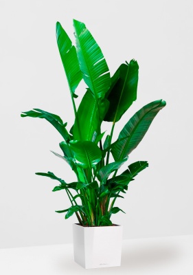 Стрелиция Николай 45 270 см в CUBE 50 Стрелиция Николай 45 270 см в CUBE 50