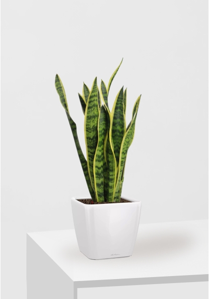 Сансевиерия Лауренти 17/60 см в QUADRO LS 21 Сансевиерия Лауренти 17/60 см в QUADRO LS 21