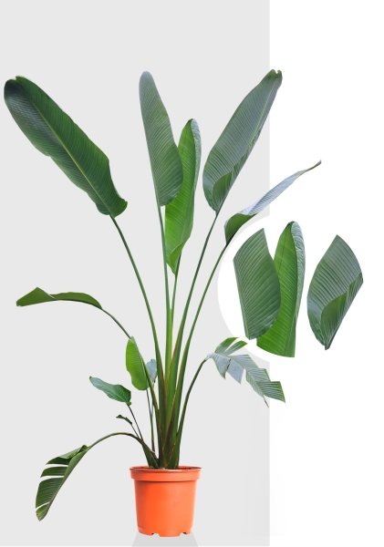 Стрелиция Николай 33/300 см