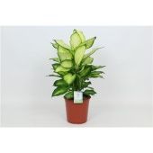 Диффенбахия Саммер Стайл d24 см h80 см