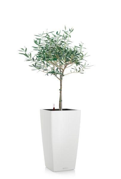 Олива 19/90 в CUBICO COLOR 30 Олива 19/90 в CUBICO COLOR 30