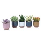 Суккуленты микс In Cinque Terre d10 см h20 см