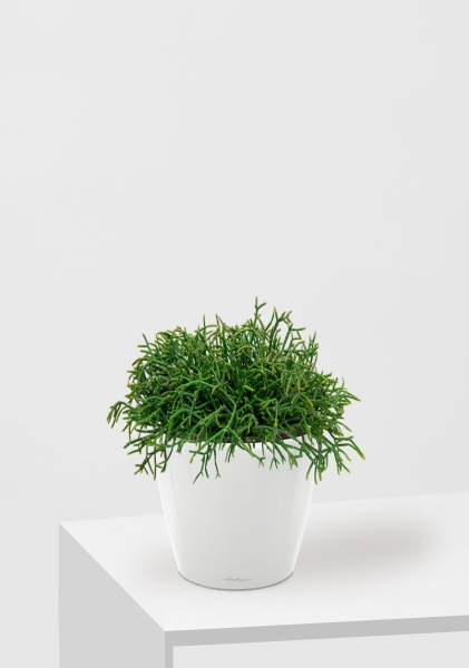 Рипсалис подвесной 17/30 см в CLASSICO LS 21 Рипсалис подвесной 17/30 см в CLASSICO LS 21