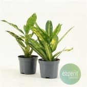 Кротон Кодиеум микс d8.5 см h20 см