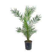 Финик канарский d24 см h130 см