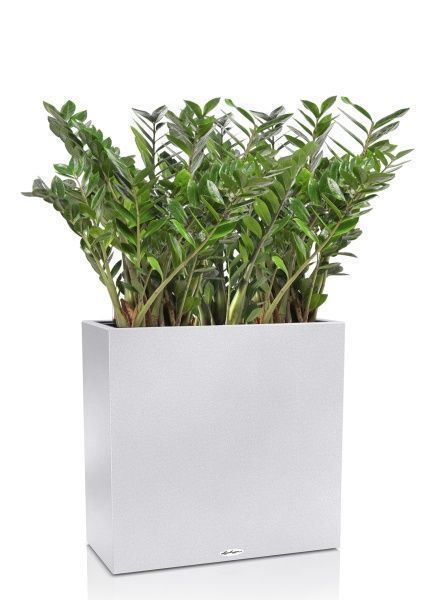 Замиокулькас в CANTO Stone 80 Замиокулькас в CANTO Stone 80