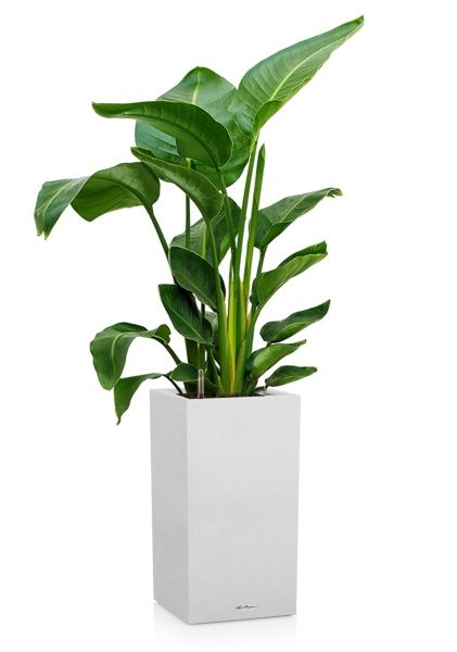 Стрелиция Николай 24/120 в CANTO STONE HIGH 30 Стрелиция Николай 24/120 в CANTO STONE HIGH 30