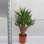 Юкка Branched Arm d24 см 90 см