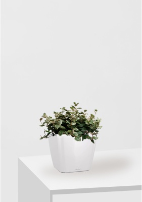 Трахелоспермум азиатский триколор 18/30 см в QUADRO LS 21 Трахелоспермум азиатский триколор 18/30 см в QUADRO LS 21