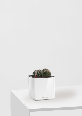 Кактус микс 10 см в CUBE GLOSSY 14 Кактус микс 10 см в CUBE GLOSSY 14