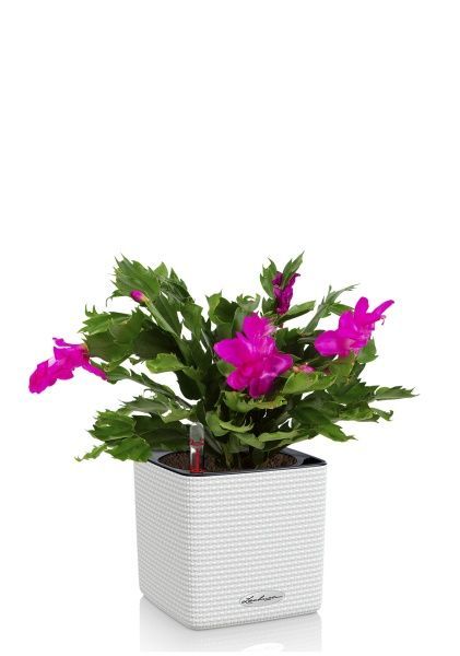 Шлюмбергера Декабрист в CUBE COLOR 14 Шлюмбергера Декабрист в CUBE COLOR 14