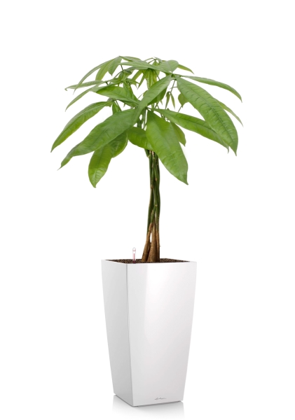 Пахира Акватика косичка 21/90 см в CUBICO 30 Пахира Акватика косичка 21/90 см в CUBICO 30