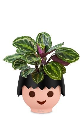 Калатея Медальон 12/40 см в OJO, черный