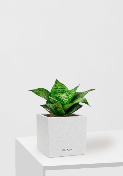 Сансевиерия Ханни 12/25 см в CANTO Stone 14 Сансевиерия Ханни 12/25 см в CANTO Stone 14