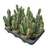 Эуфорбия d10.5 см h12.5 см