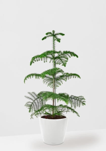 Араукария гетерофилла 24/110 в CLASSICO LS 35