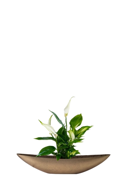 Спатифиллум 12/35 см в TREEZ Effectory, Ваза-Лодка, Маленькая