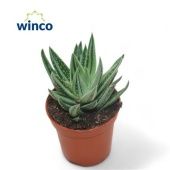 Гастералоэ вариегатное d5.5 см h10 см