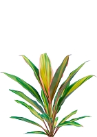 Кордилина Киви 12/35 см в OJO