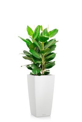 Фикус Бенгальский 3 ствола 27/90 см в CUBICO COLOR 30, белый