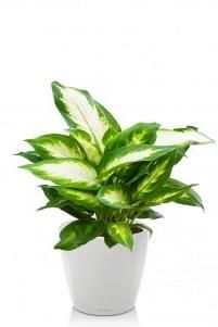 Диффенбахия Камилла CLASSICO LS 21/45 см, Белый блестящий