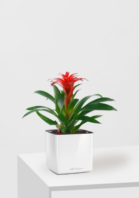 Гузмания Калипсо красная 12/40 см в CUBE GLOSSY 14, белый блестящий